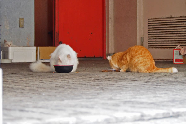 two cats eating food