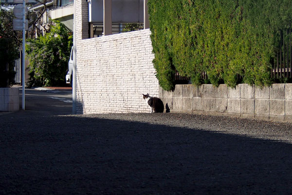 キジ白ねこさん