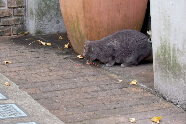 食べるシピ