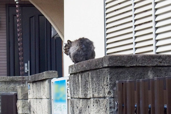 タッチーの背中