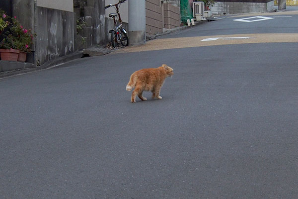 道路にジル