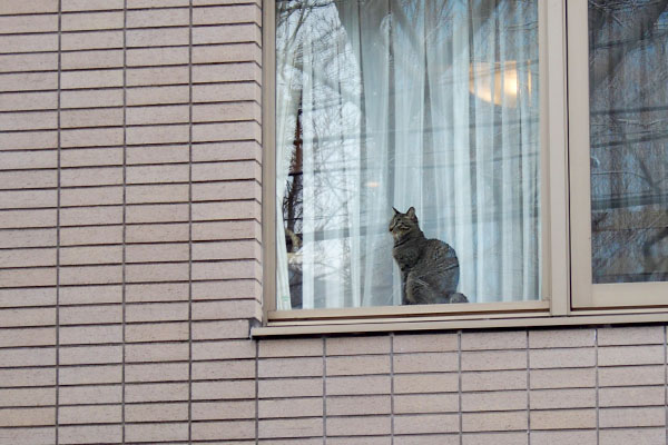 1st_windowcat