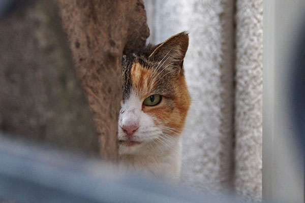 木の陰からオトワ