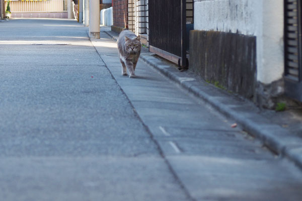 前からグリ君とてとて