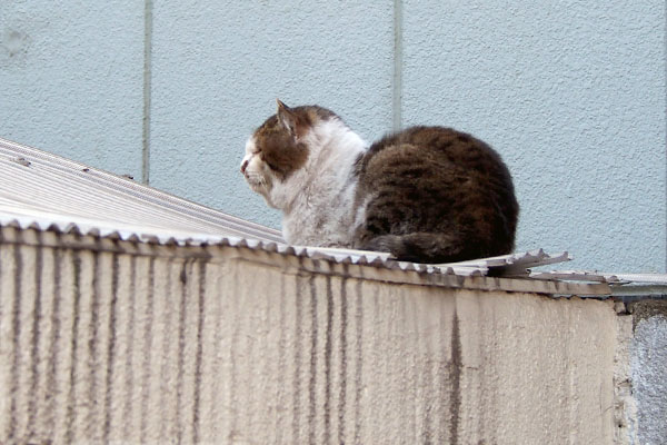 turtle cat donchan