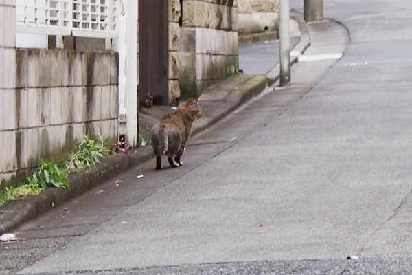 スムースタイプのキジトラさん