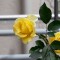 yellowroses flower