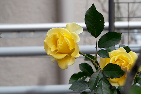 yellowroses flower