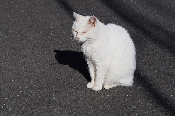 路上のメル