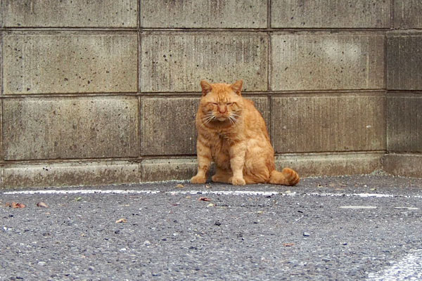 駐車場にコルレ