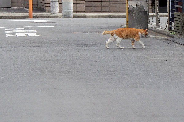 公園に向かうクライ君