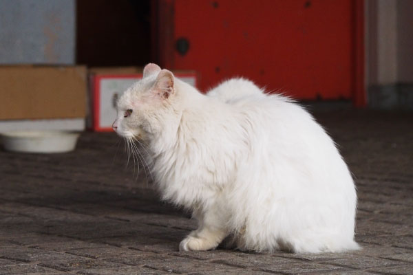 ノル君横ひとりとみせかけて