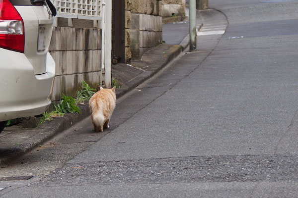 ナリコマっち見っけ