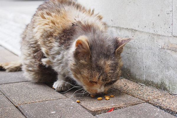 食べるモネ