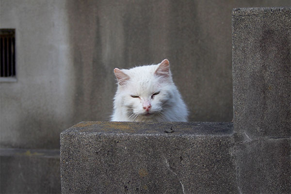 ノル君お顔だけ