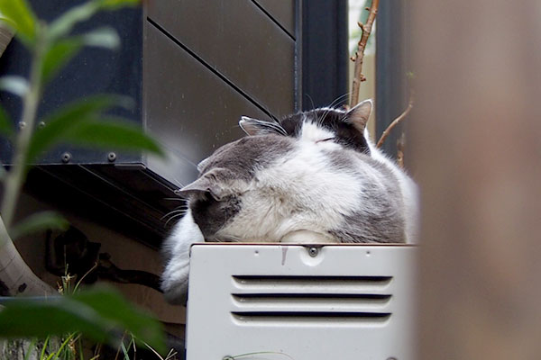 姉にゃんに顎乗せて坊