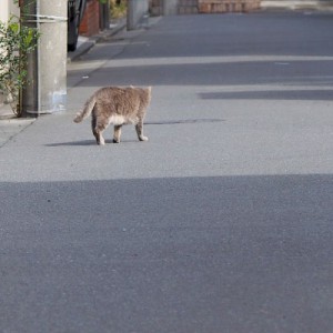 トコトコグリ君