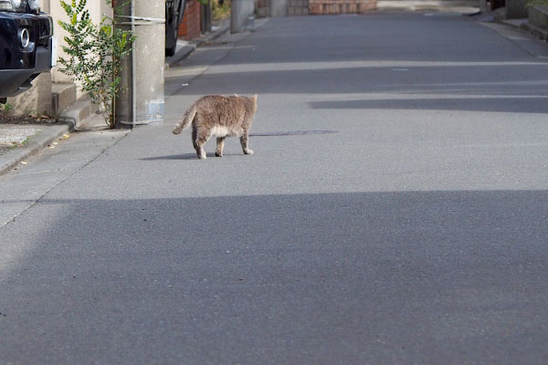 トコトコグリ君