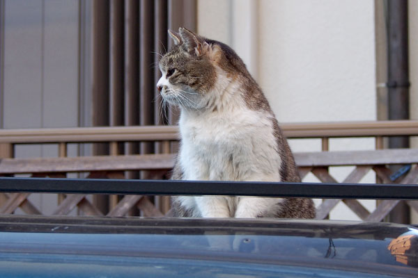 ももちゃん左