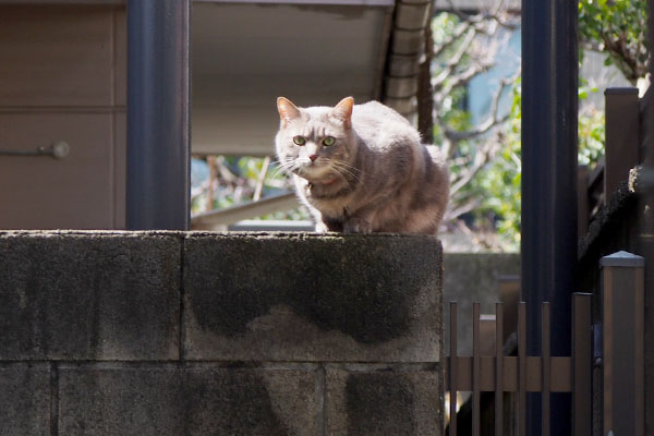 ケリー遠くの塀の上