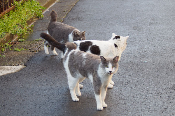 ３にゃん姉にゃんニャー