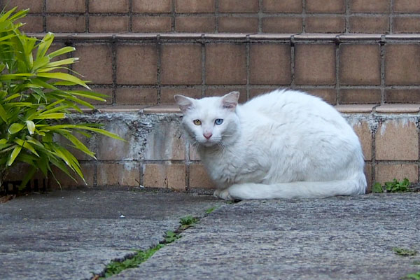 シュニちょっとアップ