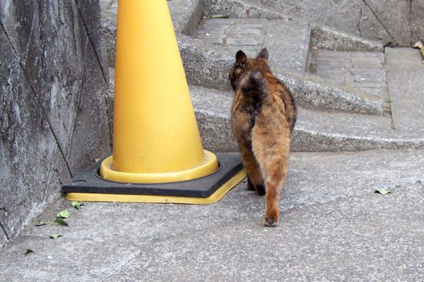 初めて会ったサビ猫ちゃんのお尻