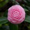 camellia Pink