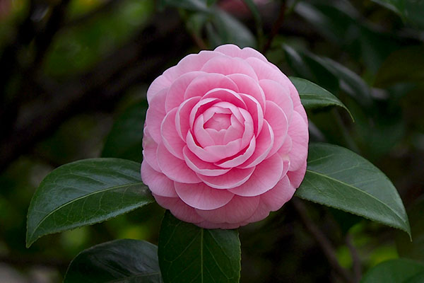 camellia Pink