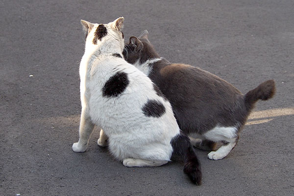 坊とちびにゃんの背中