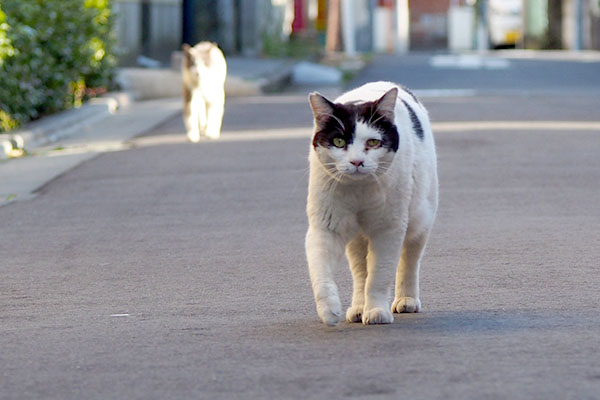 駆けて来る坊と姉にゃん