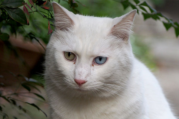 prince closeup