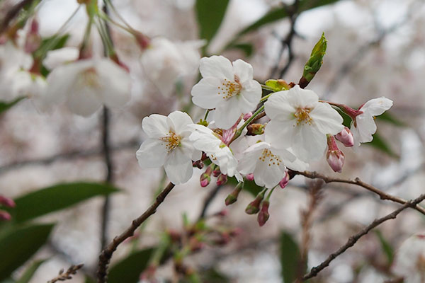 sakura