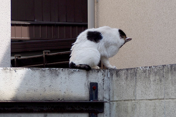 ウイングルーミング中