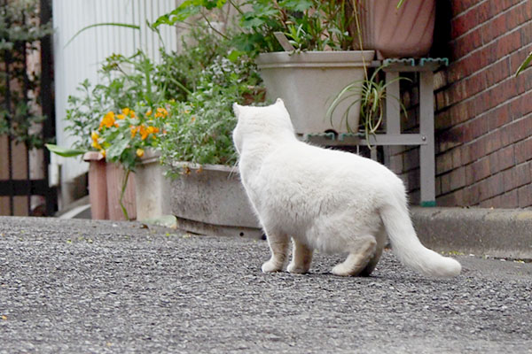 しろまる君の後ろ姿