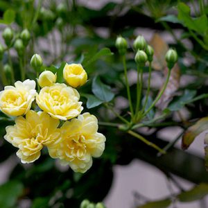 yellowrose