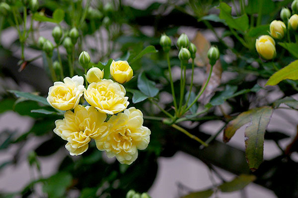 yellowrose