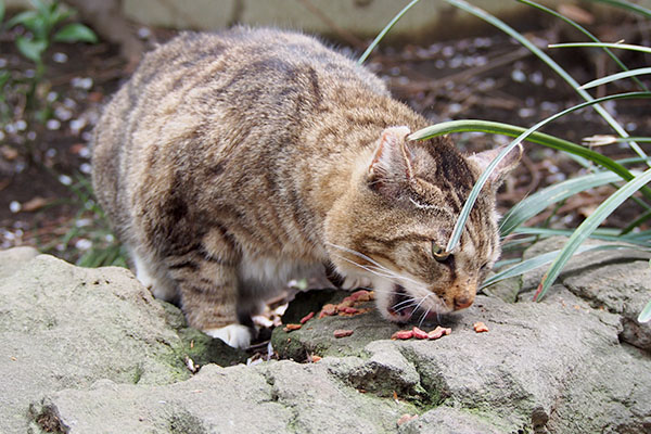 食べるフォックス