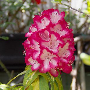 rhododendron