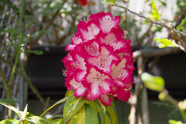 rhododendron