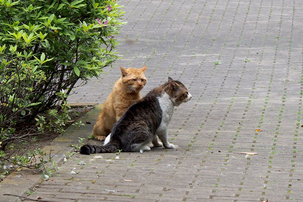 止まるデンちゃんと睨み続けるコルレ