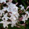 jasminum Polyanthum(hagoromojasmine)