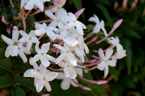 jasminum Polyanthum(hagoromojasmine)