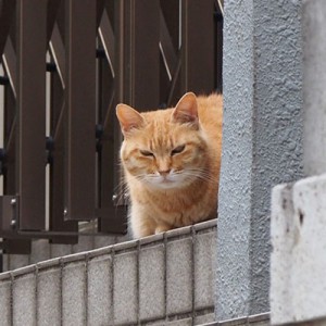 こっちくるにゃーなアイーダ