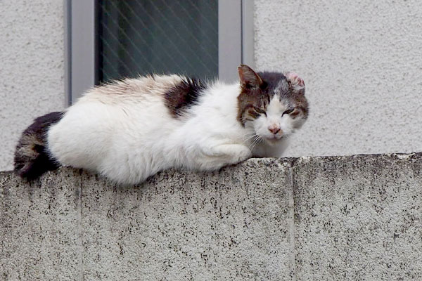 ウィン塀の上横になる１