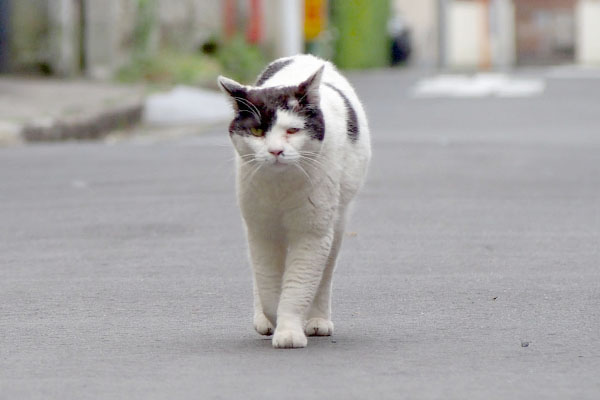 ハゲのある坊がこちらへ来る