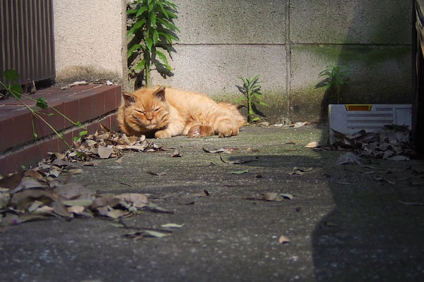 坂の頂上新茶トラアルメル