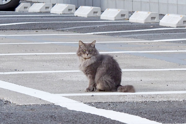 近所にグレーの長毛猫さん お初にゃんこ