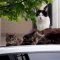 3cats on the car-roof