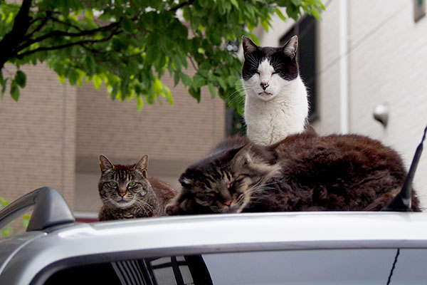 3cats on the car-roof